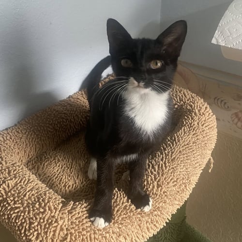 DOVE - Domestic Short Hair available for adoption