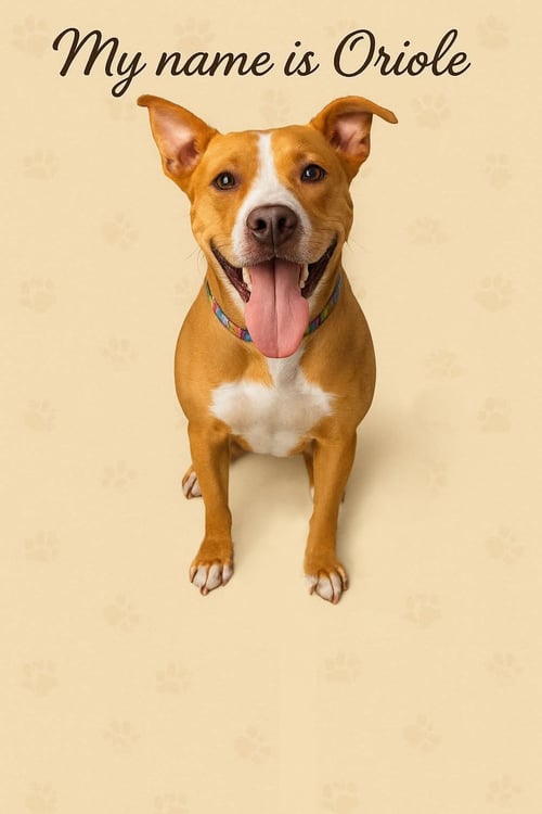ORIOLE - Labrador Retriever / American Staffordshire Terrier for adoption in St. Petersburg