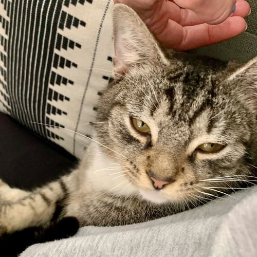ROGER - Domestic Short Hair for adoption in St. Petersburg