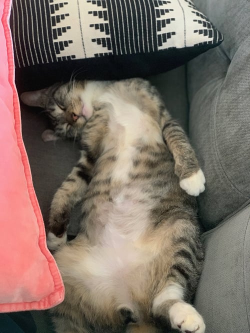 ROGER - Domestic Short Hair available for adoption