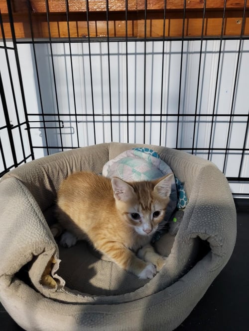 BOOBOO - Domestic Short Hair available for adoption