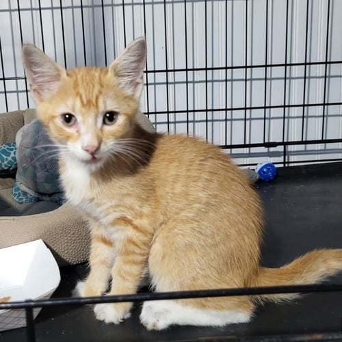 BOOBOO - Domestic Short Hair available for adoption