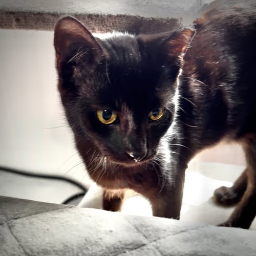 FROGGY - Domestic Short Hair available for adoption