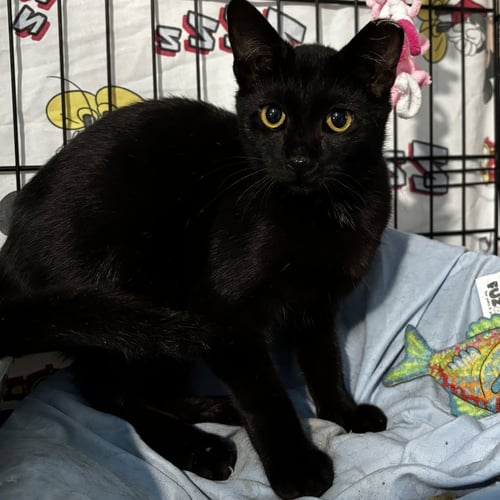 FROGGY - Domestic Short Hair available for adoption