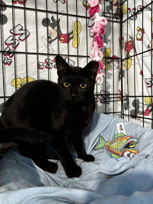 FROGGY - Domestic Short Hair available for adoption