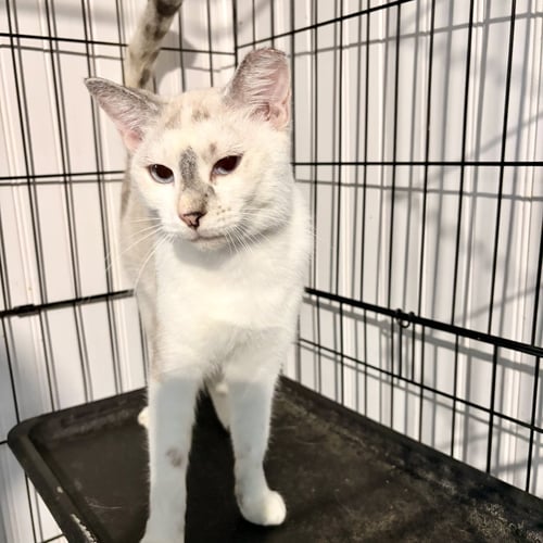 KHALEESI - Siamese available for adoption