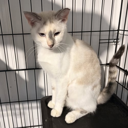 KHALEESI - Siamese available for adoption
