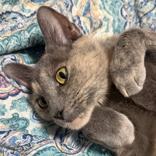 KHLOE - Domestic Short Hair for adoption in St. Petersburg