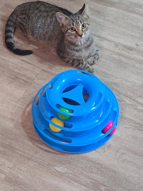 WIDGET - Domestic Short Hair available for adoption