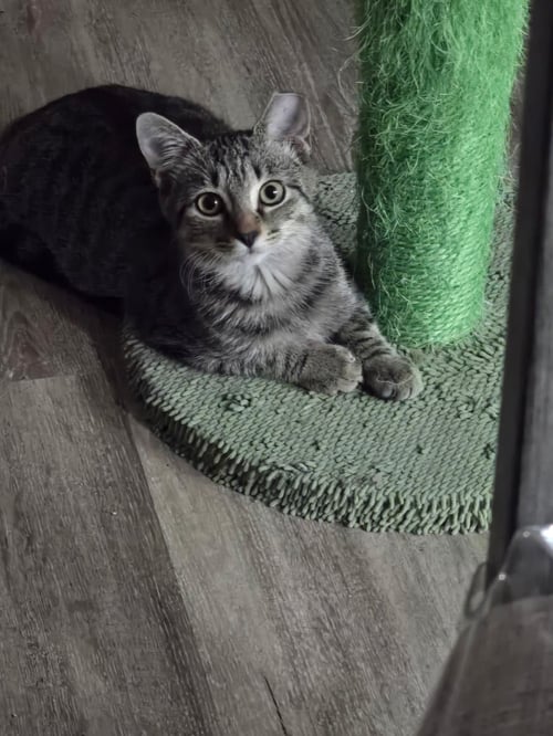 WIDGET - Domestic Short Hair available for adoption