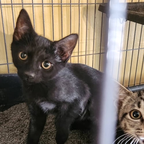 OREANNA - Domestic Short Hair for adoption in St. Petersburg