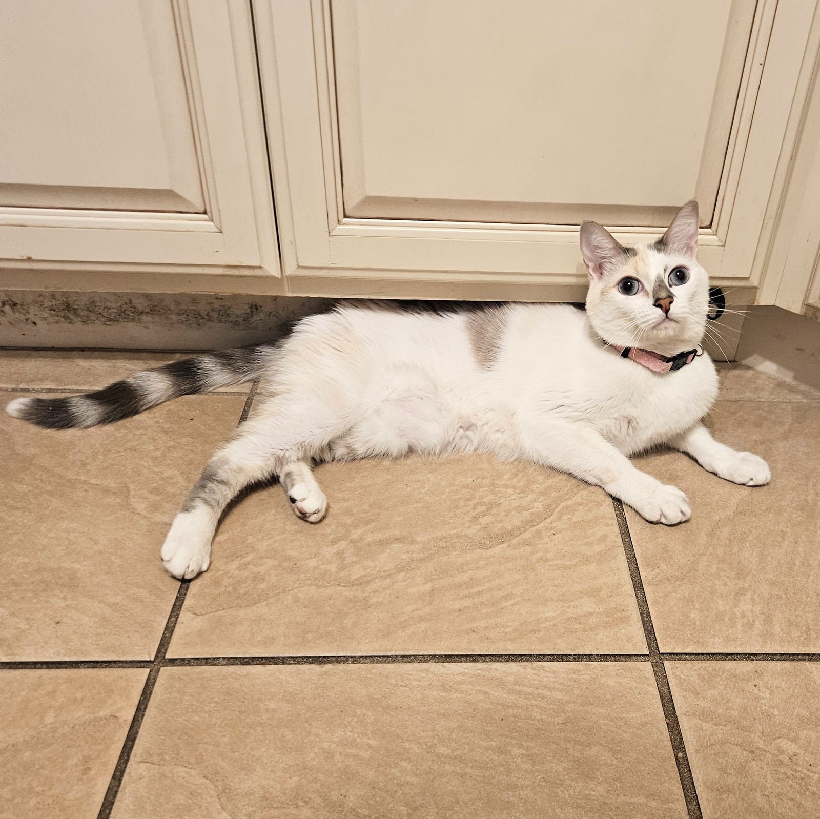 LESLIE - Siamese / Domestic Short Hair available for adoption