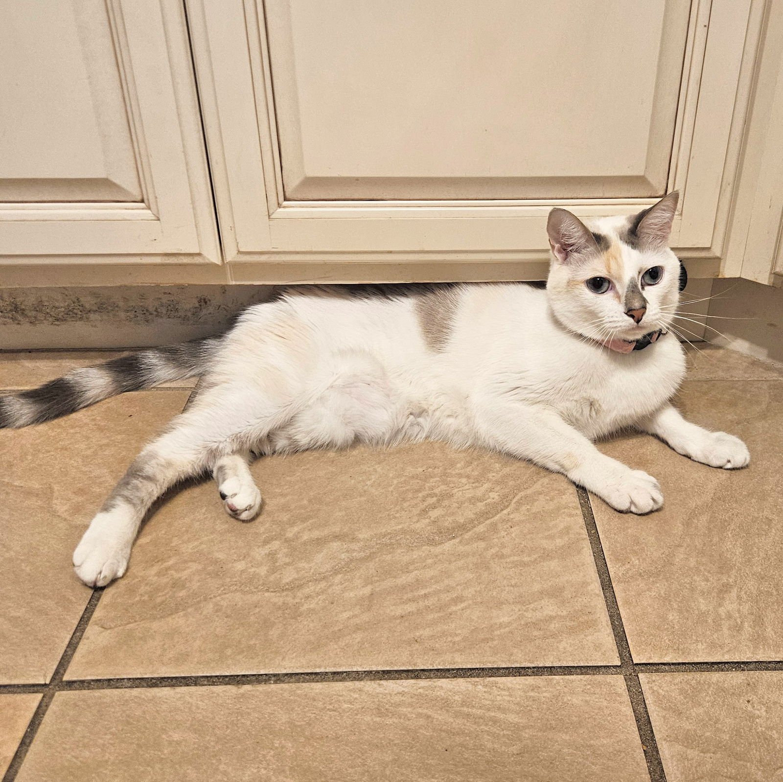 LESLIE - Siamese / Domestic Short Hair available for adoption