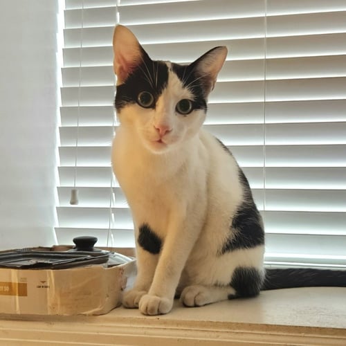 NILE - Domestic Short Hair available for adoption