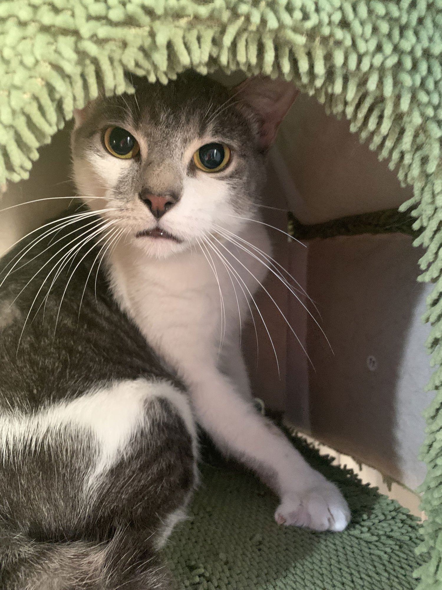 STUBBS - Domestic Short Hair / Bobtail available for adoption