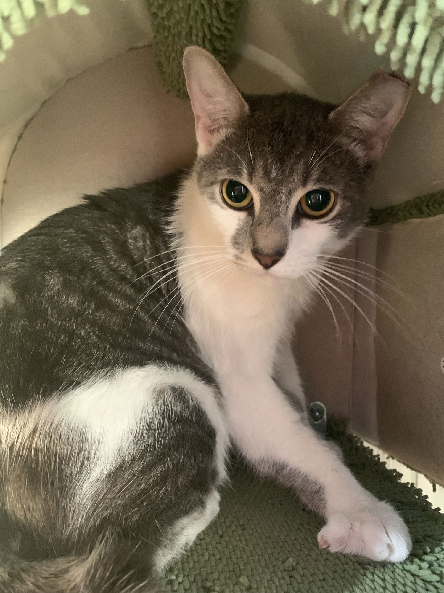 STUBBS - Domestic Short Hair / Bobtail available for adoption