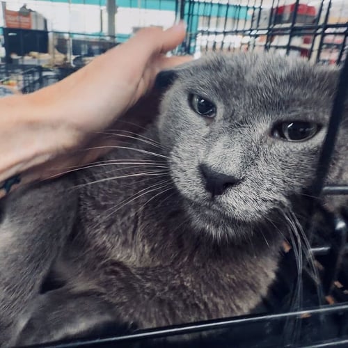 FRODO - Domestic Short Hair available for adoption