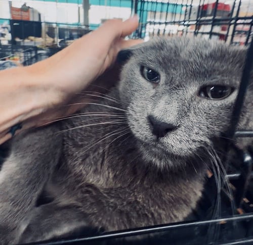 FRODO - Domestic Short Hair available for adoption