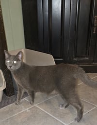 Frodo - Photo 3