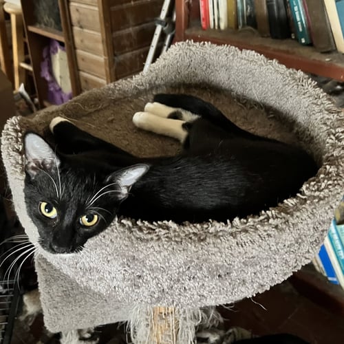 EMERALD - Domestic Short Hair for adoption in St. Petersburg