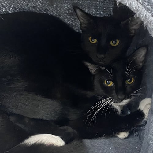 EMERALD - Domestic Short Hair available for adoption