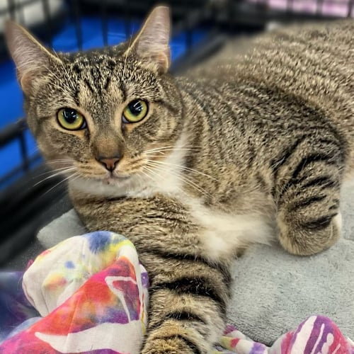 WILLIE - Domestic Short Hair for adoption in St. Petersburg