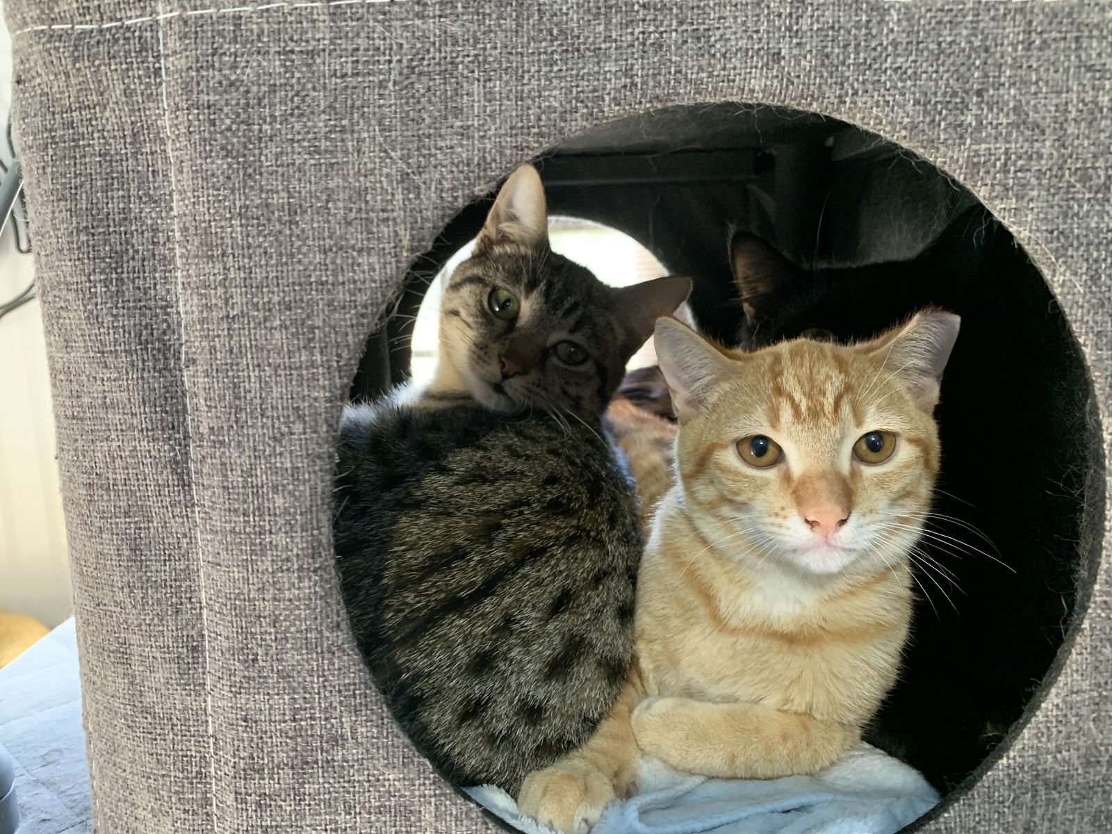 PICKLES - Domestic Short Hair available for adoption