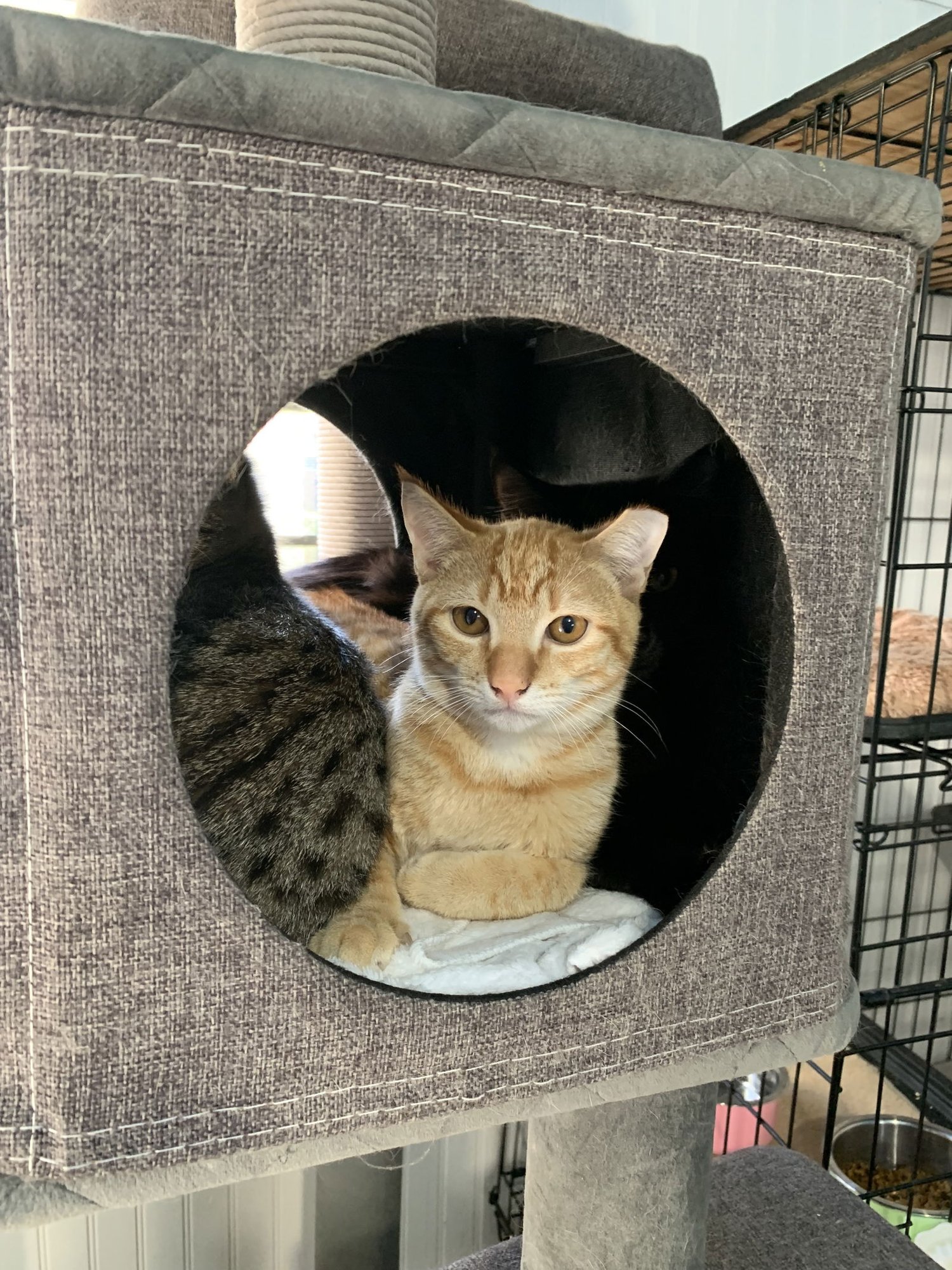 PICKLES - Domestic Short Hair available for adoption