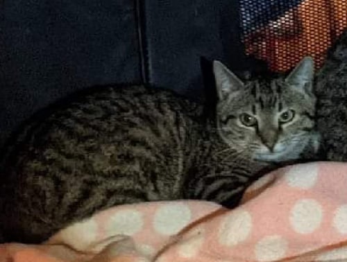 CAPTAIN HOOK - Domestic Short Hair for adoption in St. Petersburg