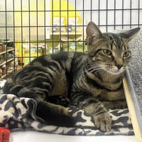 Oliver - Photo 2