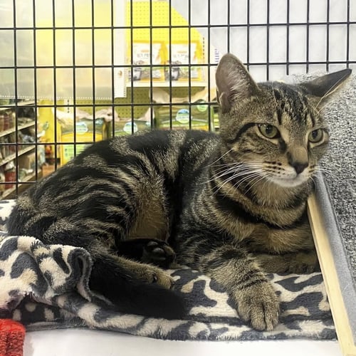 OLIVER - Domestic Short Hair available for adoption