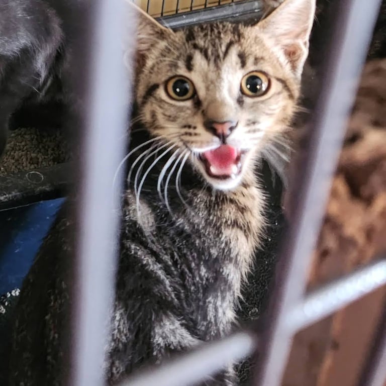 Oliver Image