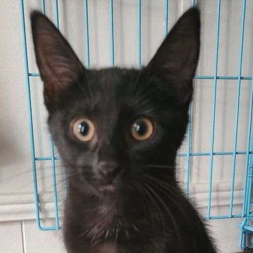 CHA CHA - Domestic Short Hair for adoption in St. Petersburg
