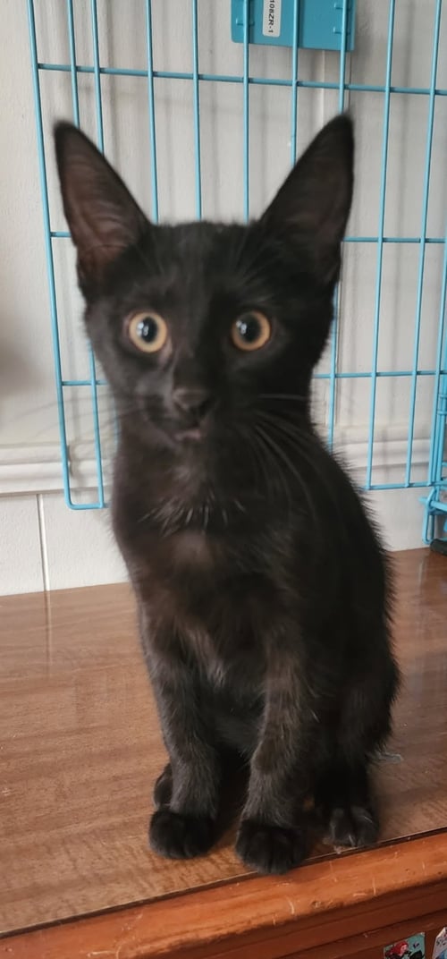 CHA CHA - Domestic Short Hair available for adoption