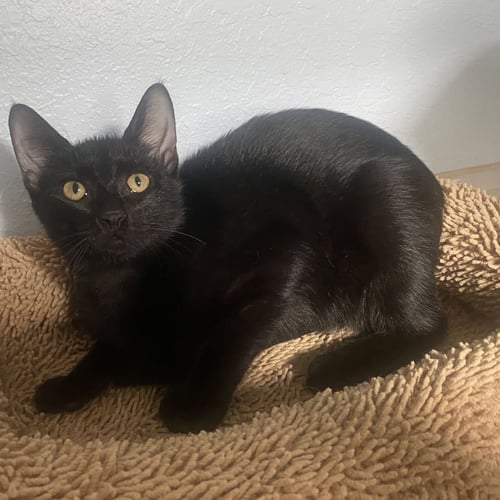 RAVEN - Domestic Short Hair available for adoption