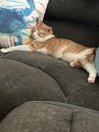 Butterball - Photo 5