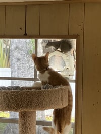 Butterball - Photo 4