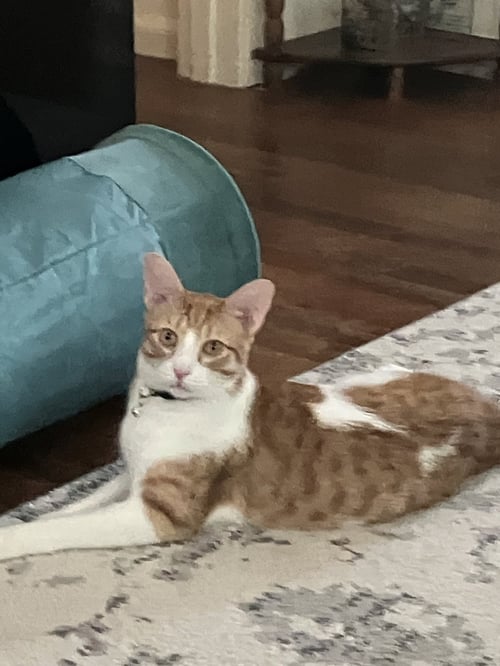 BUTTERBALL - Domestic Short Hair available for adoption
