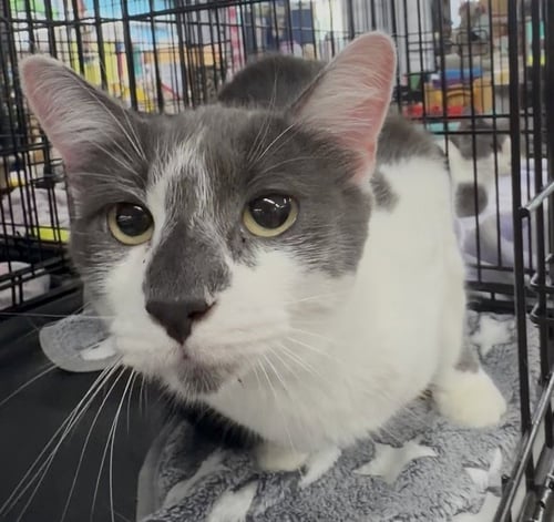 FIEVEL - Domestic Short Hair available for adoption
