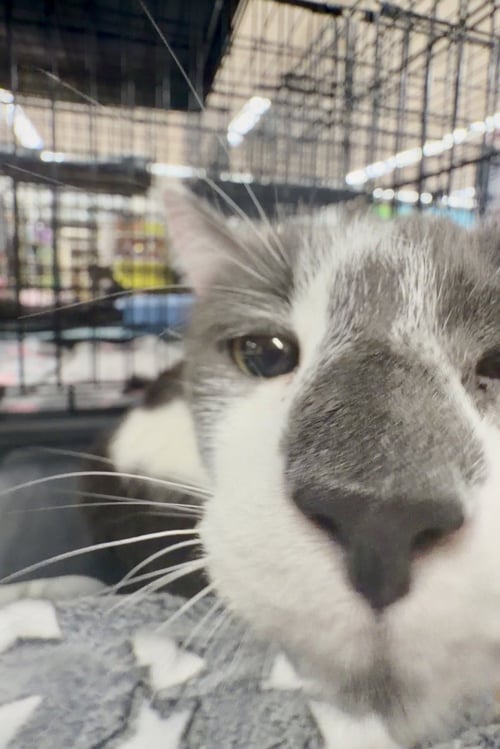 FIEVEL - Domestic Short Hair available for adoption
