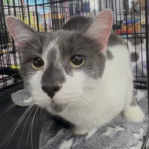 FIEVEL - Domestic Short Hair available for adoption