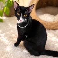 Dotti - Photo 1