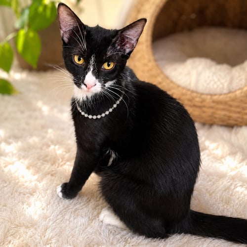 DOTTI - Domestic Short Hair for adoption in St. Petersburg