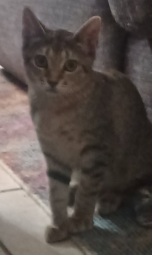 LORETTA DURKIN - Domestic Short Hair available for adoption