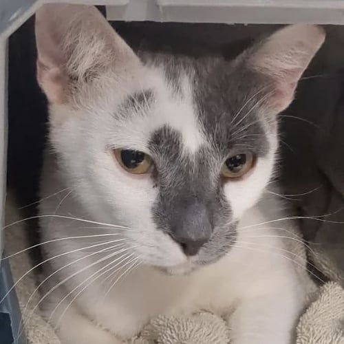 PISTACHIO - Domestic Short Hair for adoption in St. Petersburg