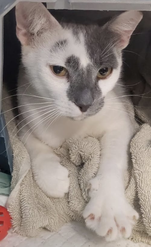 PISTACHIO - Domestic Short Hair available for adoption