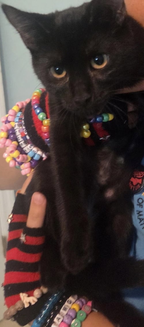 ABBEY - Domestic Short Hair available for adoption