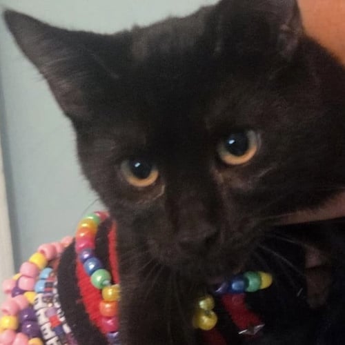 ABBEY - Domestic Short Hair available for adoption