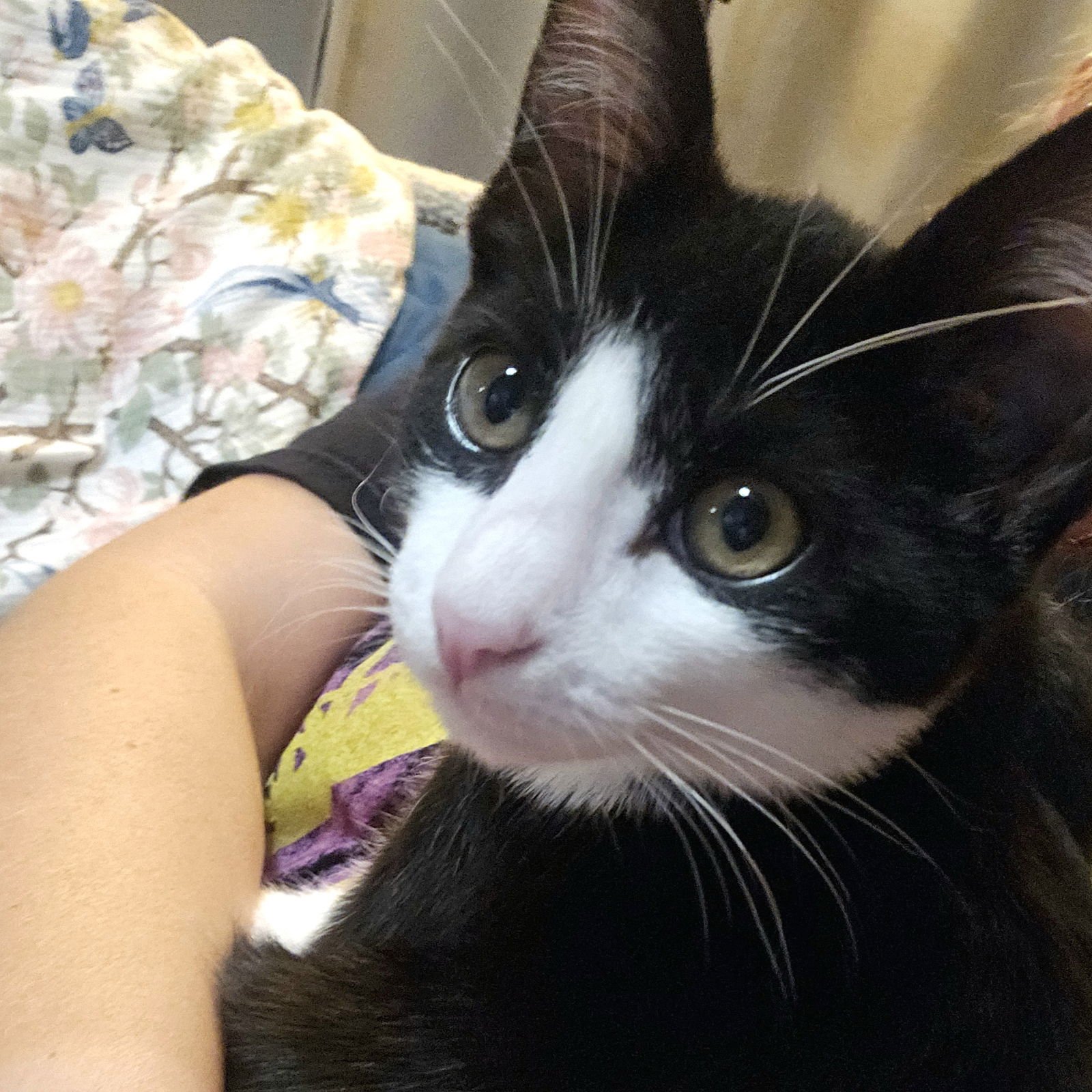 PLATY PATTI - Domestic Short Hair available for adoption