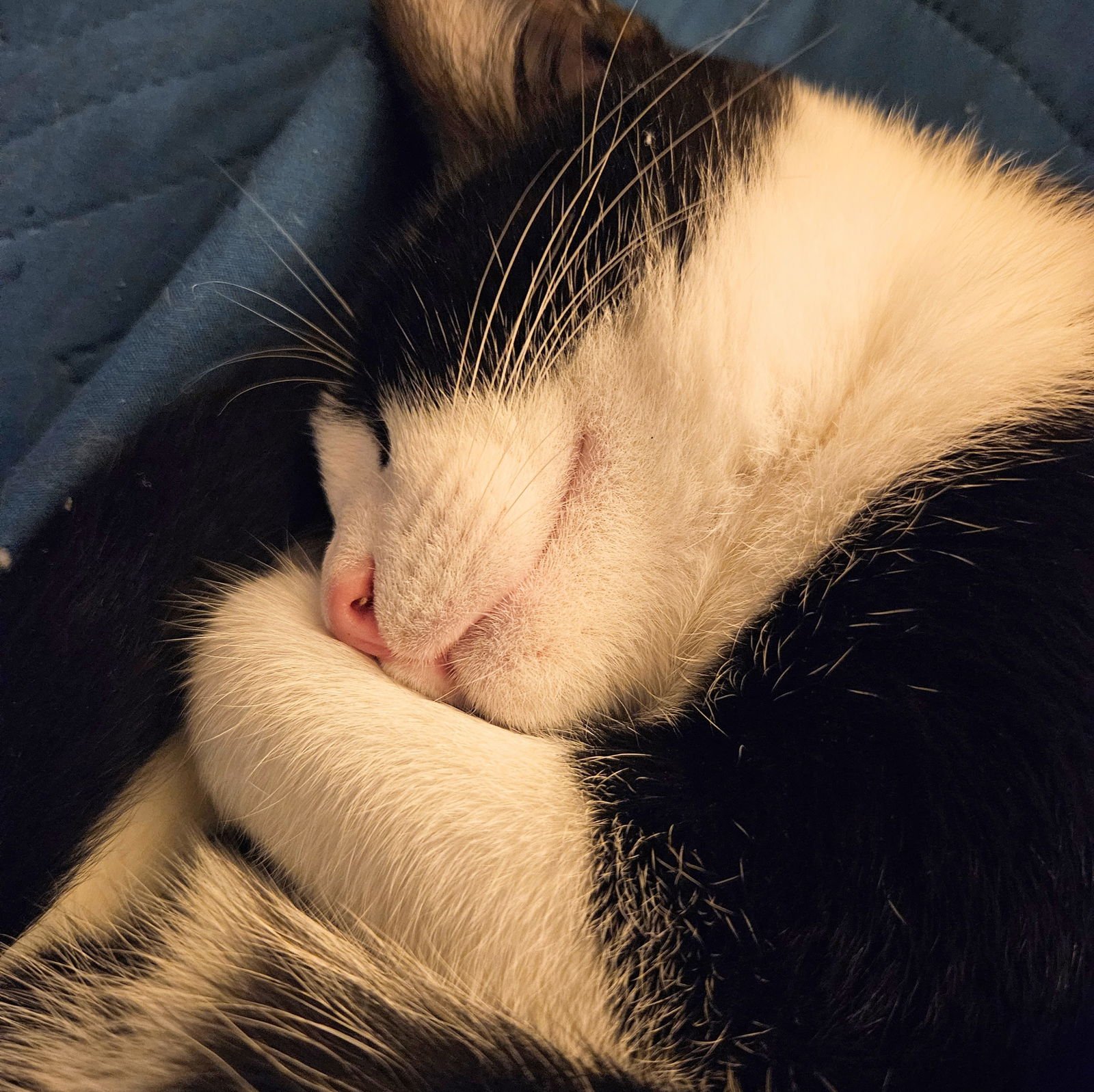 Platy Patti - Photo 3